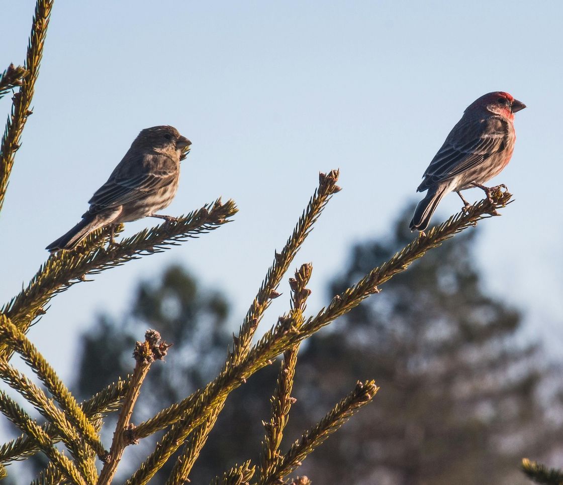 Il ritorno (lento) degli uccelli in Francia dopo il bando dei pesticidi killer per le api
