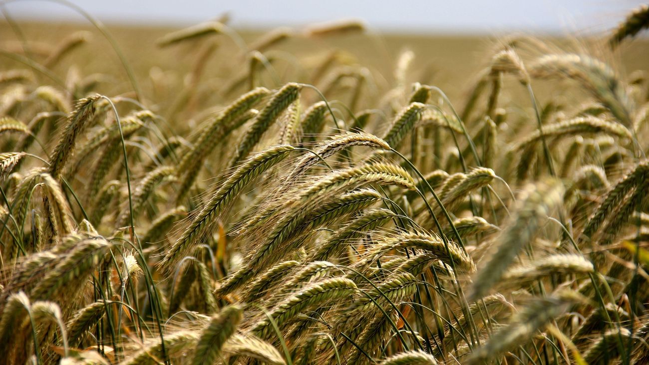 Kernza, il cereale perenne che resiste alla siccità: in Kansas si sperimenta l’agricoltura del futuro