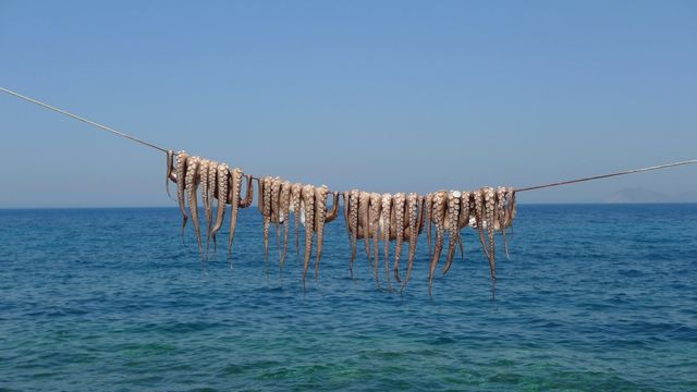 Allevamento di polpi