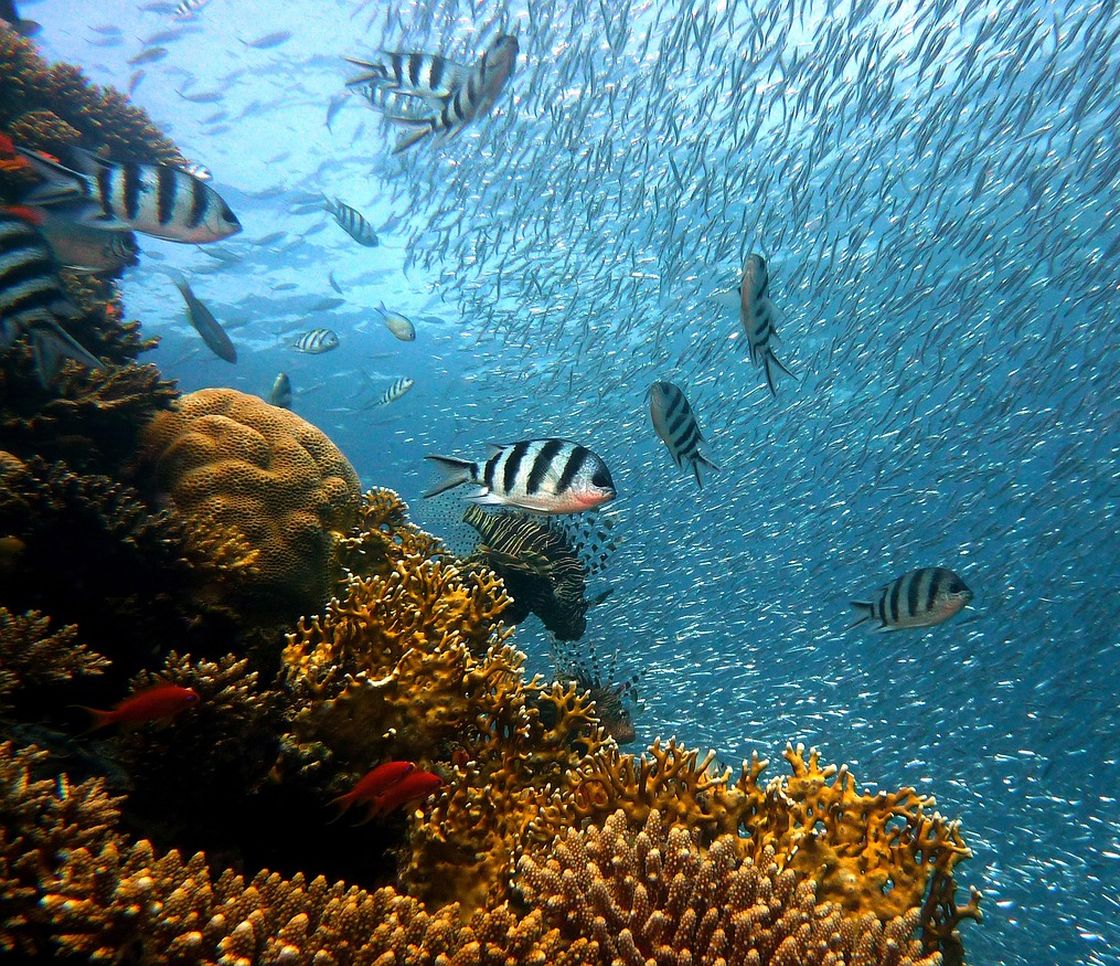 Barriere coralline, il terzo evento globale di sbiancamento dei coralli è stato il peggiore mai registrato