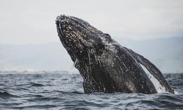 Balene megattere dell’Australia orientale: una rinascita oltre ogni previsione