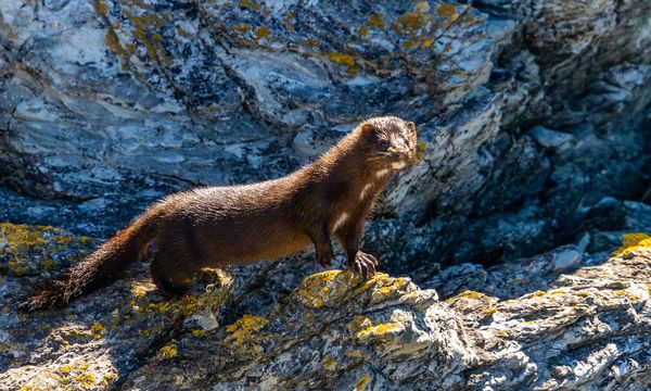 La Polonia vieta gli allevamenti di animali da pelliccia