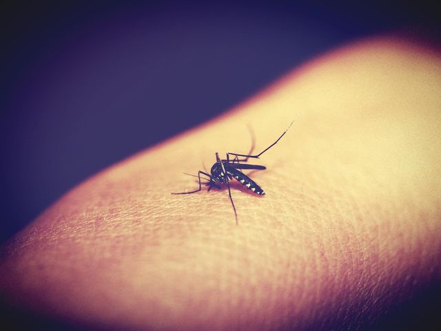Dengue e cambiamento climatico