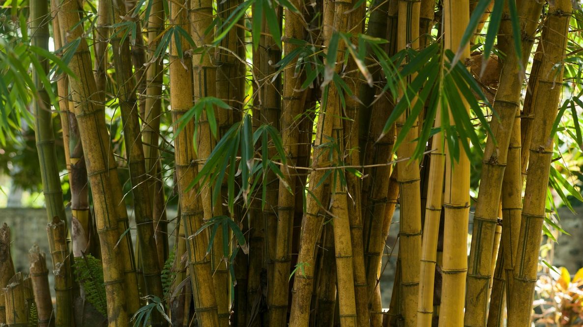 Dal bambù una plastica rigida biodegradabile: una svolta contro l’inquinamento