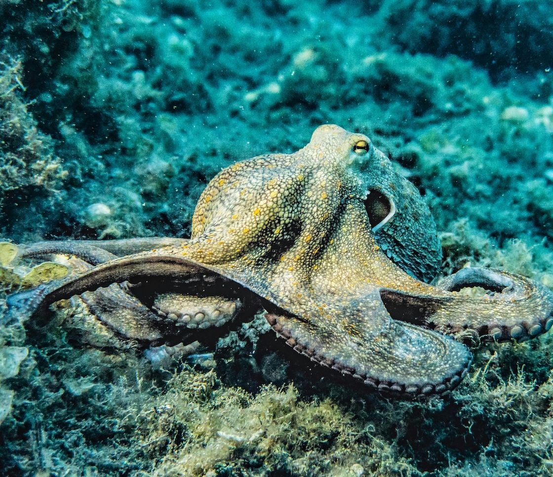 Allevamento di polpi: l’acquacoltura carnivora rischia di diventare un nuovo disastro ambientale, etico e alimentare