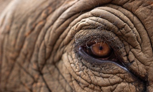 Elefanti, custodi della biodiversità: perché la loro scomparsa riguarda tutti noi
