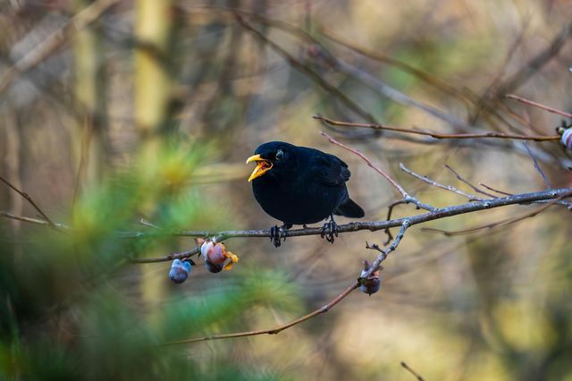 Il ritorno (lento) degli uccelli in Francia