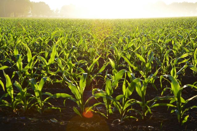 Mais, soia e sorgo: il cambiamento climatico aumenta la variabilità dei raccolti e minaccia la sicurezza alimentare