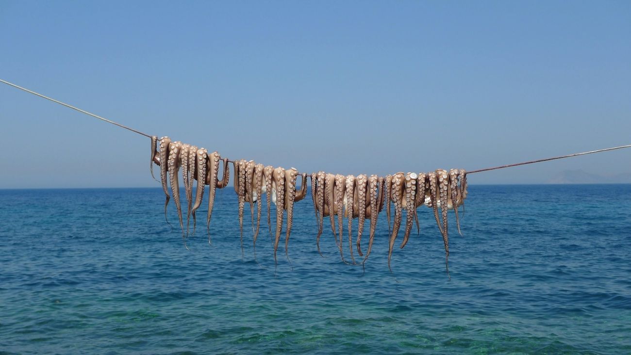 Il Messico vuole vietare gli allevamenti di polpi: la proposta di legge per tutelare ambiente e benessere animale