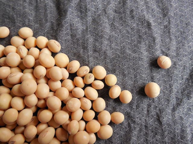 Brasile, sospesa la moratoria sulla soia