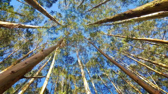 Caldo e piante: tra il 7% e il 16% delle specie vascolari rischia di perdere oltre il 90% del proprio habitat entro il 2100