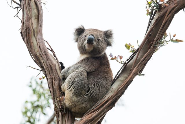 Koala, approvato il primo vaccino al mondo contro la clamidia