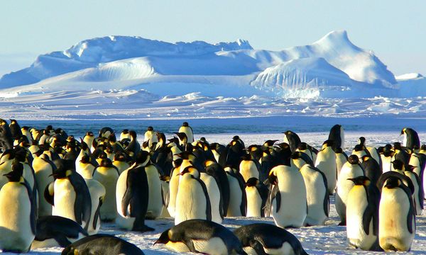Cambiamenti climatici, i pinguini antartici anticipano la stagione riproduttiva