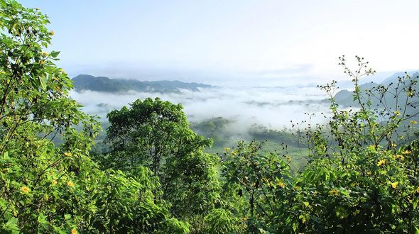 Brasile, sospesa la moratoria sulla soia: a rischio la foresta amazzonica alla vigilia della Cop30
