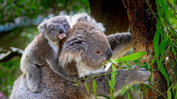 Great Koala National Park: l’Australia crea un santuario di 176.000 ettari per salvare i koala dall’estinzione