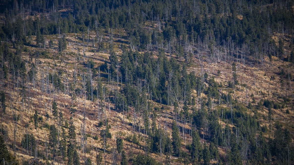 Deforestazione, la strage silenziosa: 30mila morti l’anno per il caldo nei tropici