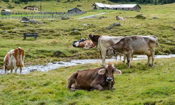 Caldo estremo e agricoltura, il rapporto Fao-Omm: rese in calo e bestiame a rischio