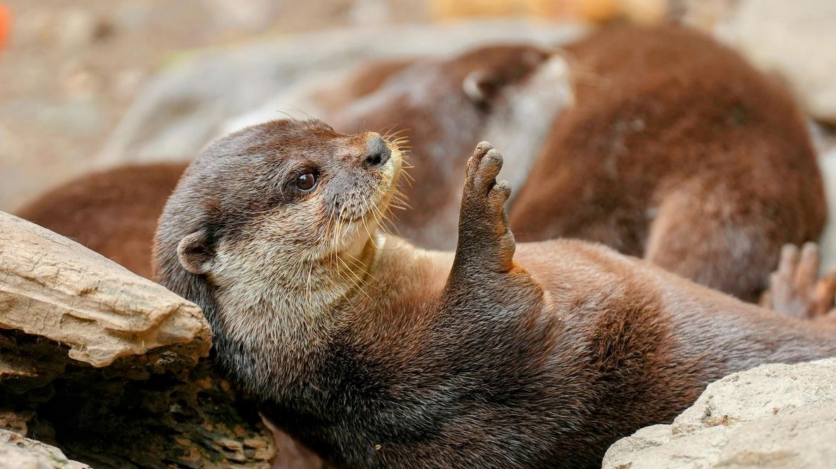 Il ritorno della lontra in Alto Adige: una buona notizia per la biodiversità
