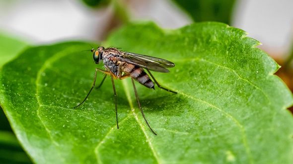 Arbovirosi in Italia e cambiamento climatico: dengue e West Nile non sono più malattie tropicali