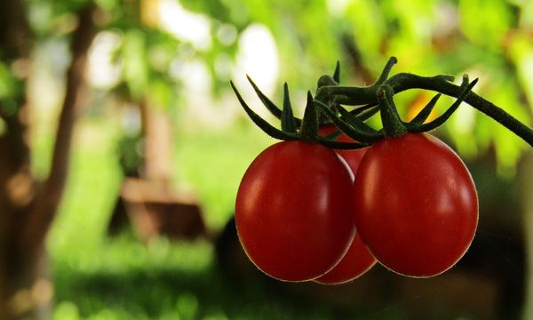 Biologico in Europa da record: consumi a 59 miliardi, l’Italia è leader per superfici e produttori