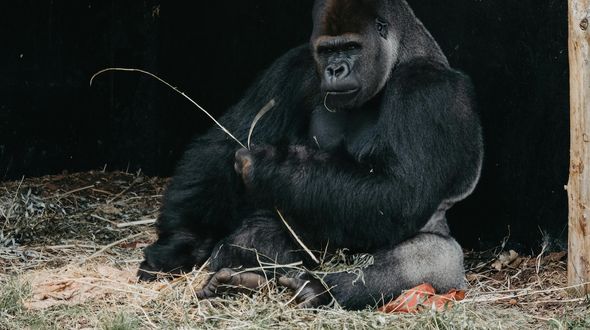 Gorilla a rischio estinzione: le quattro sottospecie e le sfide per la loro sopravvivenza