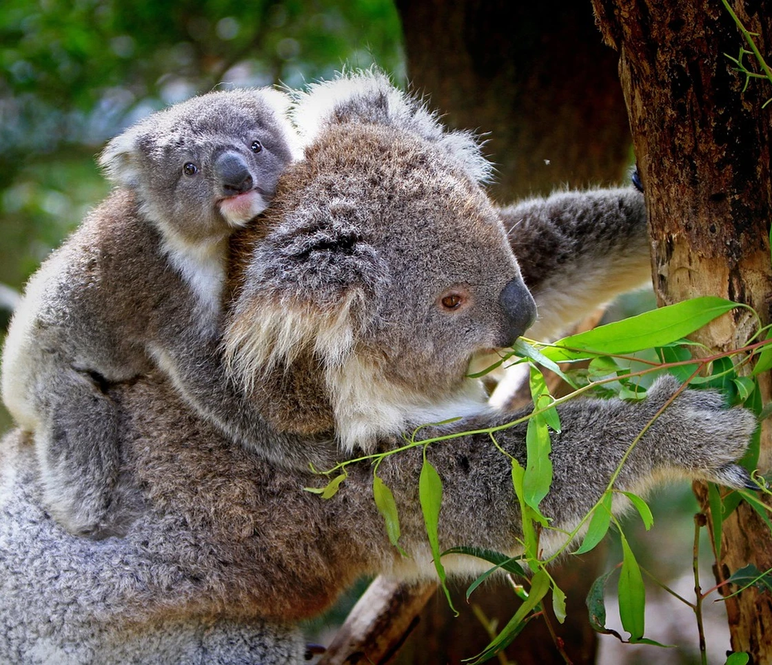 Great Koala National Park: l’Australia crea un santuario di 176.000 ettari per salvare i koala dall’estinzione