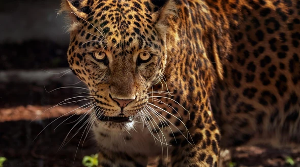 Argentina, primo cucciolo di giaguaro selvatico nel Gran Chaco dopo decenni di assenza