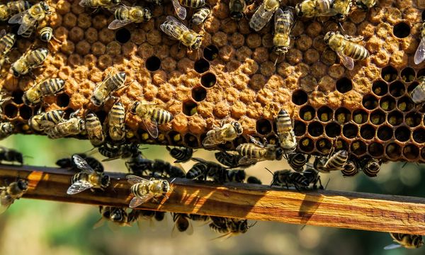 Le api e le farfalle europee verso l’estinzione: a rischio la sicurezza alimentare e la biodiversità