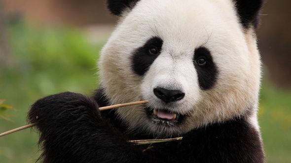Il panda non è più a rischio estinzione, ma c’è ancora molto da fare