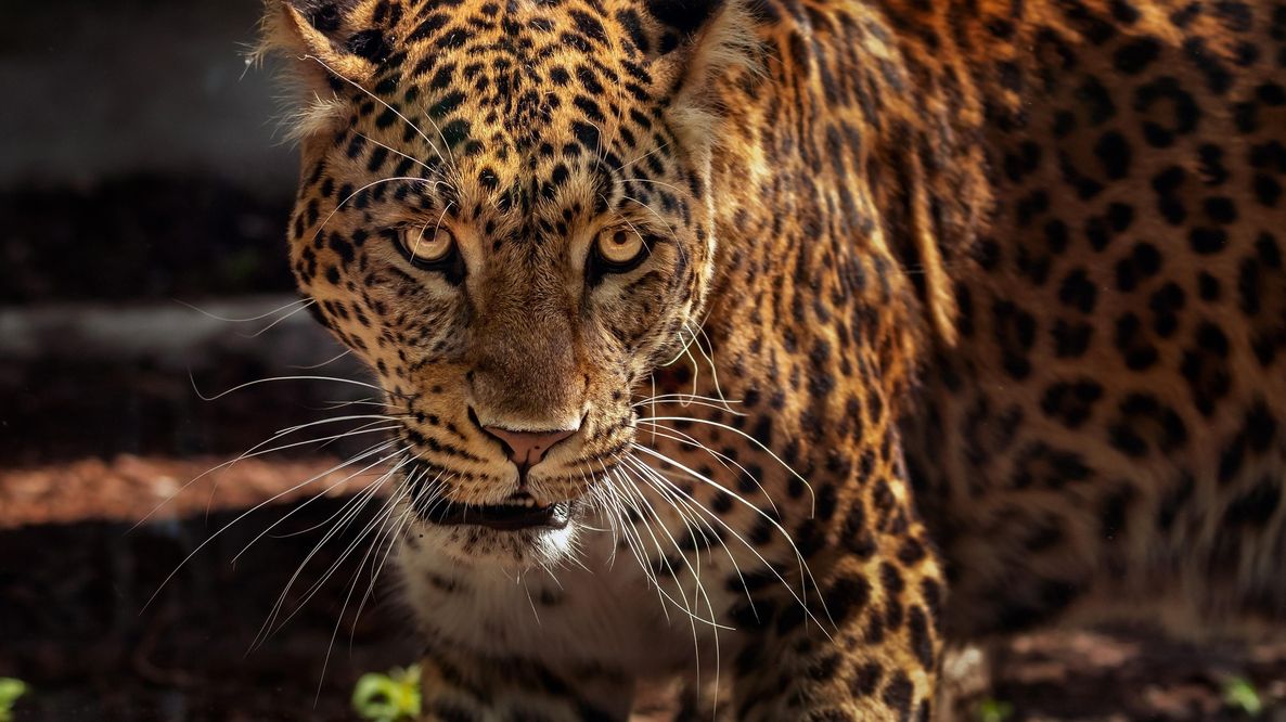 Argentina, primo cucciolo di giaguaro selvatico nel Gran Chaco dopo decenni di assenza
