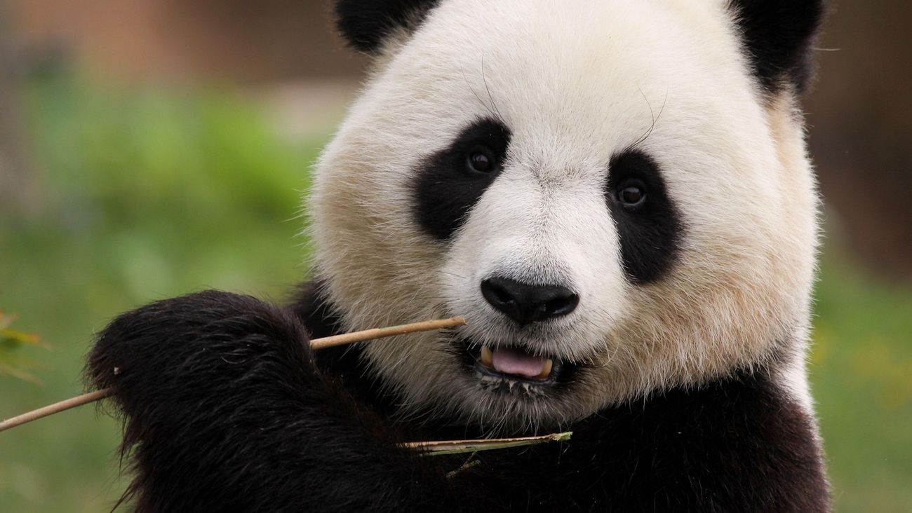 Il panda non è più a rischio estinzione, ma c’è ancora molto da fare