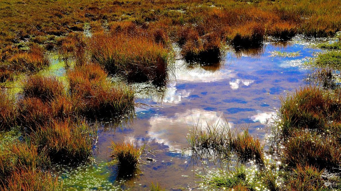 Zone umide in pericolo: in Italia il 40% degli habitat d’acqua dolce è a rischio