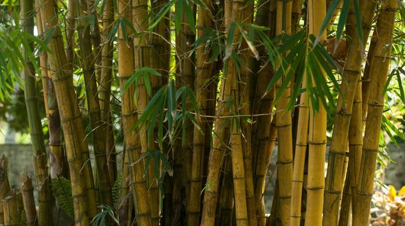 Dal bambù una plastica rigida biodegradabile: una svolta contro l’inquinamento