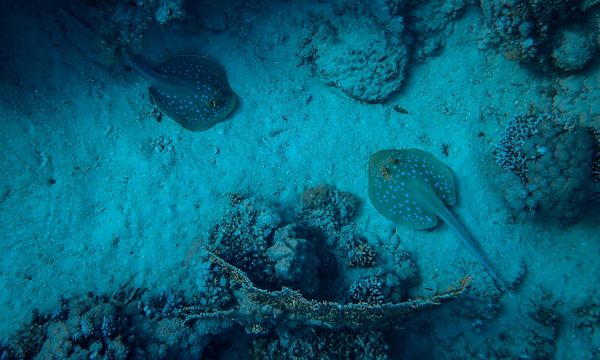 Estrazione mineraria dei fondali marini: uno studio rivela gravi danni alla biodiversità