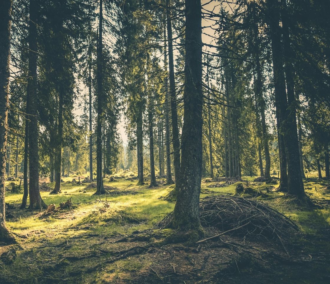 Cambiamenti climatici, i danni alle foreste in Europa aumenteranno del 20% entro fine secolo