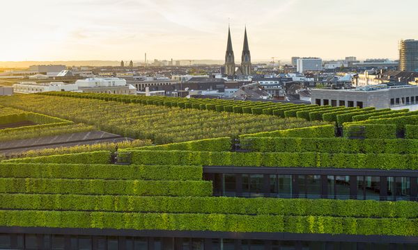 Più alberi in città per vivere meglio: lo studio che collega verde urbano e salute