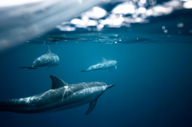 Canada, il primo santuario per balene e delfini ritirati dalla cattività