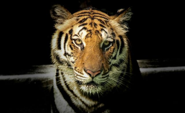 Le tigri tornano a crescere in natura, ma il grande felino resta a rischio estinzione