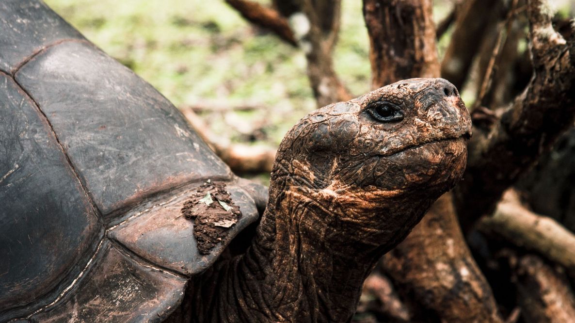 Seychelles, oltre 180.000 tartarughe giganti su un solo atollo