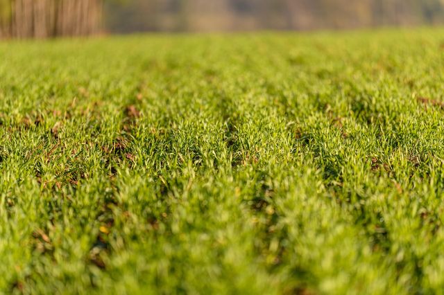Kernza, il cereale perenne che resiste alla siccità