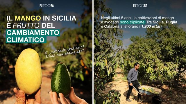 Mango in Sicilia