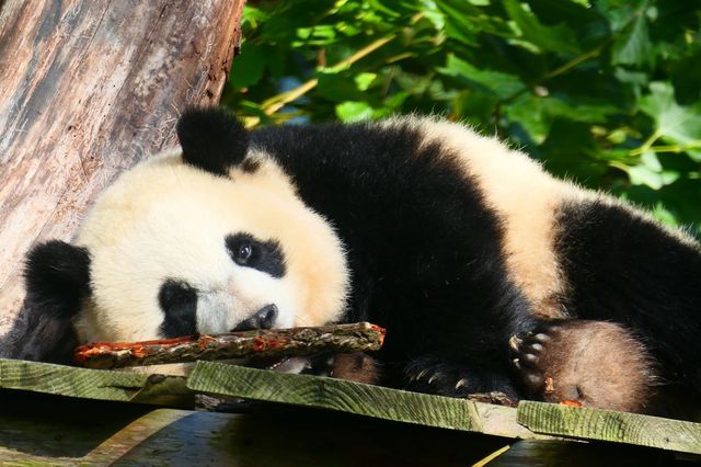 Il panda non &egrave; pi&ugrave; a rischio estinzione