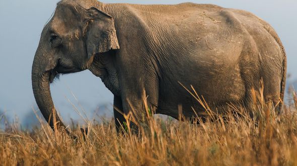 Non sono gli animali ad attraversare la strada: è la strada che attraversa la foresta