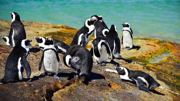 Sudafrica, migliaia di pinguini africani morti di fame: sempre meno cibo a causa del cambiamento climatico