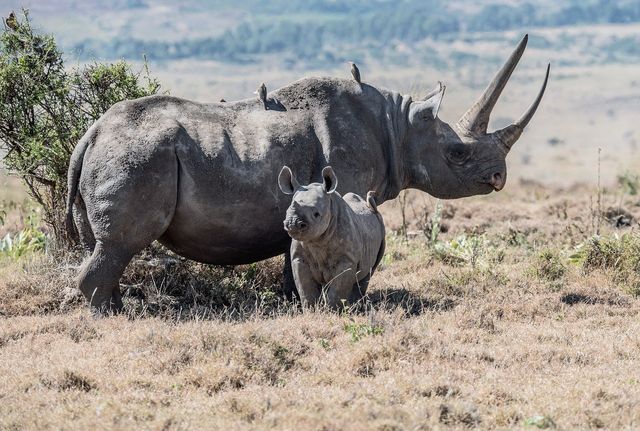 Uganda, i rinoceronti tornano nel Kidepo Valley National Park