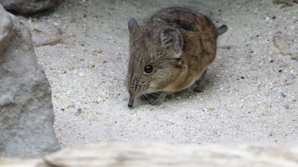 Estinto il toporagno dell’isola di Natale: l’Australia perde la sua 39ª specie di mammifero