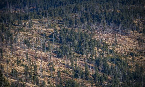 Deforestazione, la strage silenziosa: 30mila morti l’anno per il caldo nei tropici