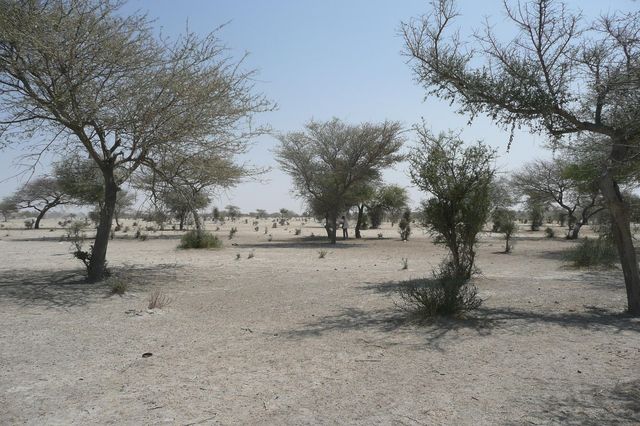 Sahara, le tartarughe giganti stanno facendo rinascere la vegetazione nel Sahel