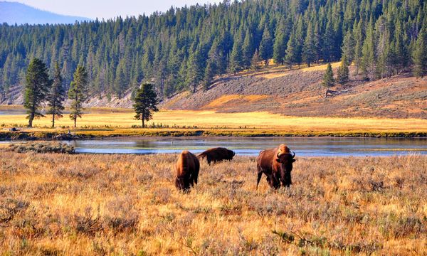 Messico, i bisonti tornano nel deserto di Chihuahua: in pochi mesi riattivata la salute dell’ecosistema
