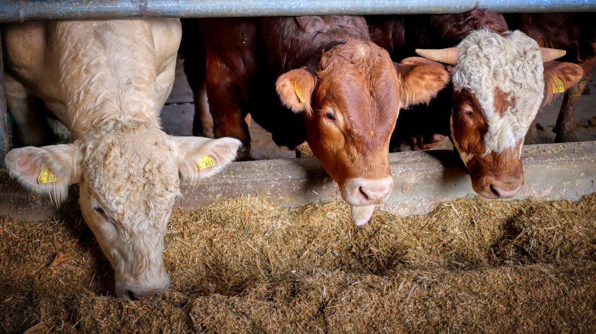 Allevamenti intensivi in Pianura Padana: oltre 12 milioni di tonnellate di gas serra l’anno